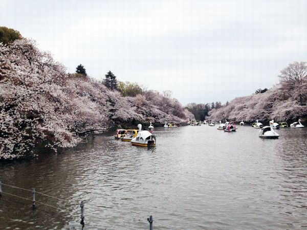 井の頭公園