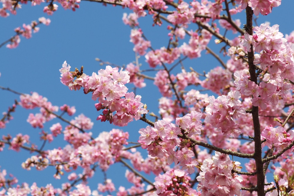 まつだ桜まつり