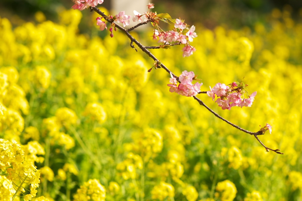 まつだ桜まつり