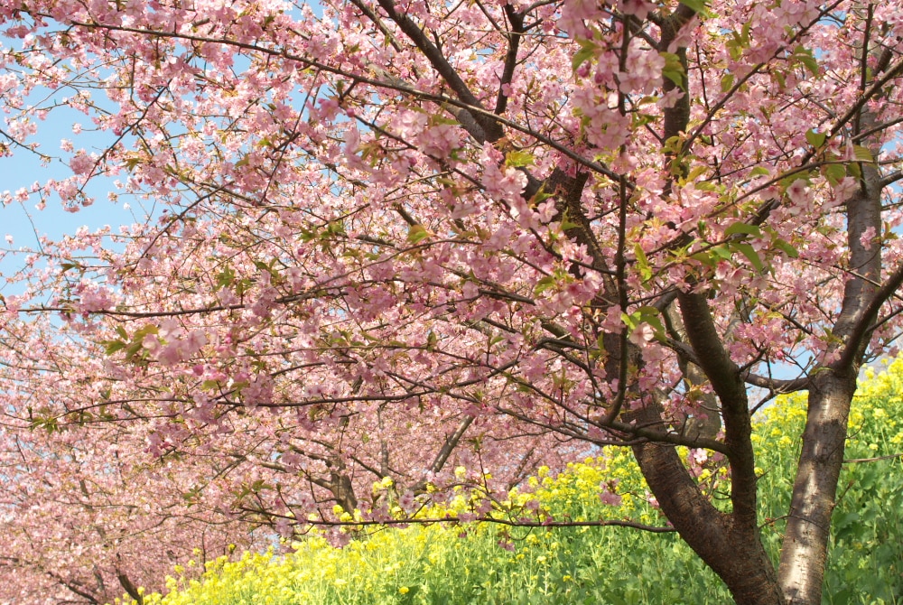 まつだ桜まつり