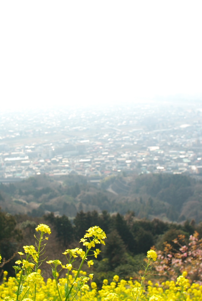 まつだ桜まつり