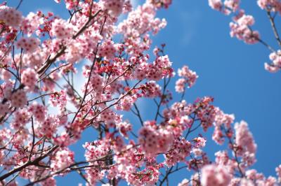 寒桜 寒桜