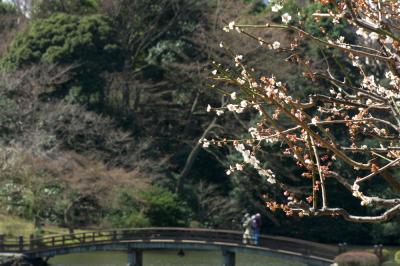 日本庭園 日本庭園